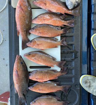 Snapper Catch by Tampa Bay's Fishing Charter