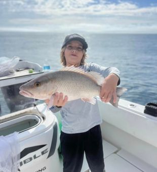 Gray Snapper in Tampa Bay, Florida