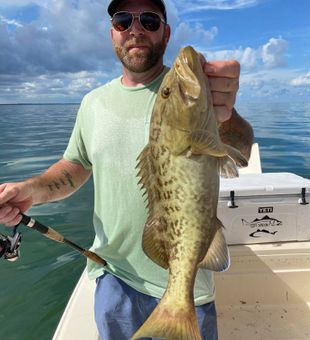Scamp Grouper in Tampa Bay, Florida