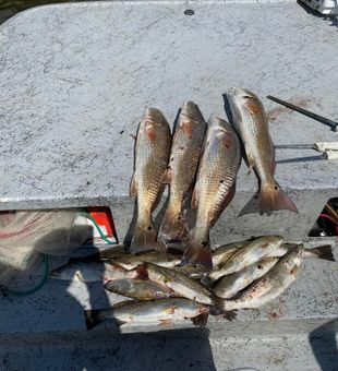 Personal best redfish caught with Chums Guide