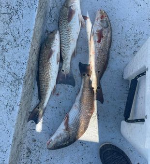 Cedar Key sunrise kicks off redfish action