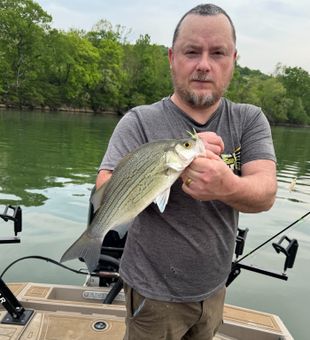 Guided river  fishing in TN