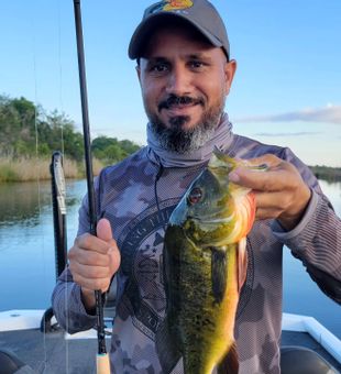 Catching vibrant Peacock Bass now