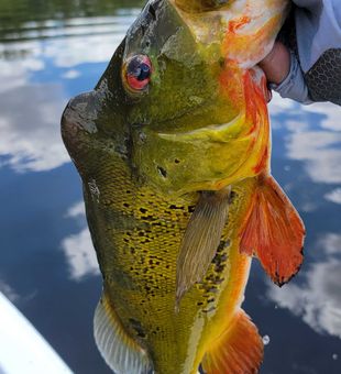 Hooked in Fort Lauderdale waters