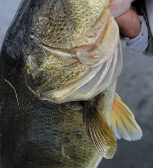 Reel in Fort Lauderdale’s big catch
