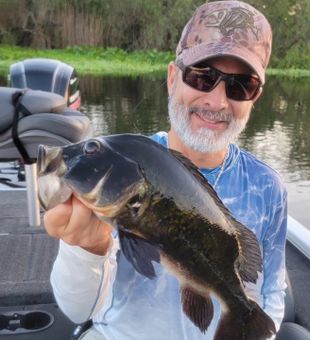 Bass landed by angler