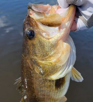 Hooked a bass in Fort Lauderdale