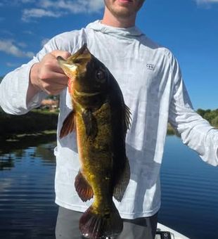 Peacock inbound! - Hialeah, FL.