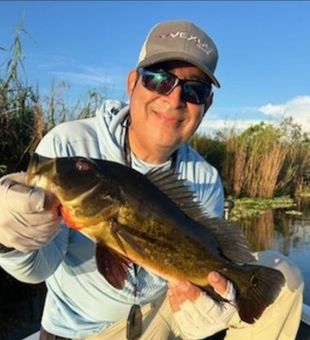 Bass frenzy in Everglades waters