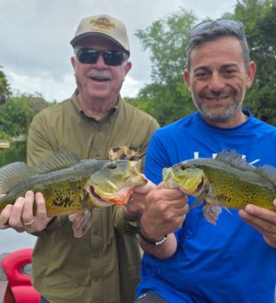 Peacock Bass Season Florida