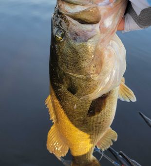 Bass fishing in Fort Lauderdale bliss
