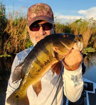 Everglades fishing: Peacock Bass