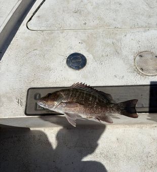 Another successful Melbourne fishing trip.