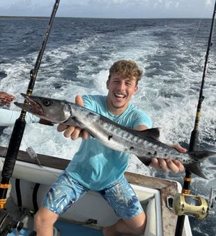 Lively barracuda offshore catch