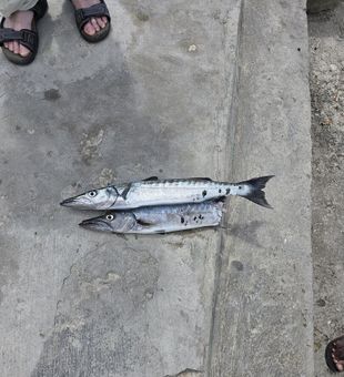 Fresh barracuda pair catch