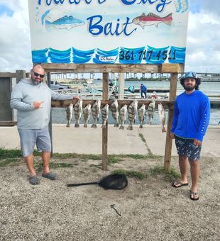 Rockport Sheepshead Stack!