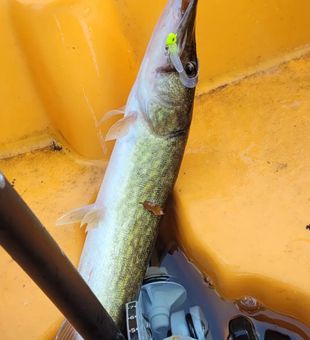 What a Chain Pickerel is this!