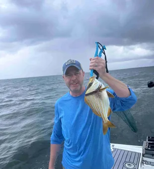 Porkfish reeled in - Fairhope, AL.