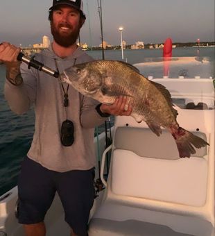 Clearwater Black Drum Delight