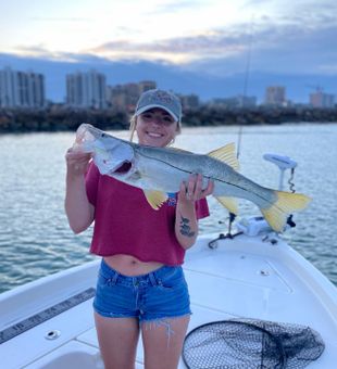 Snook, Clearwater's Gem