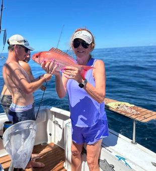 Red Snapper in action