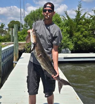 Amazing Cobia!