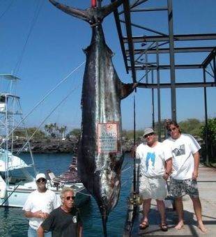 Massive Kona blue marlin haul!