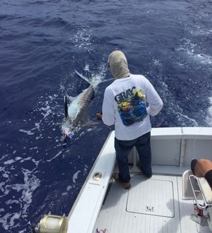 Wild Kona blue marlin strike!