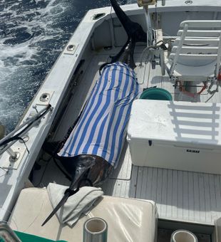 Tried to release this 512 lb blue Marlin unsuccessfully so donated it to a good cause