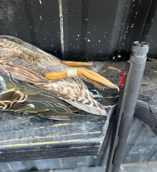 Banded mallard harvest detail