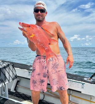 Bright and fiery hogfish