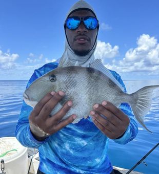 Grey Triggerfish in Florida Waters