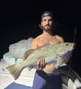 Catching Grouper Gag Fish in FL