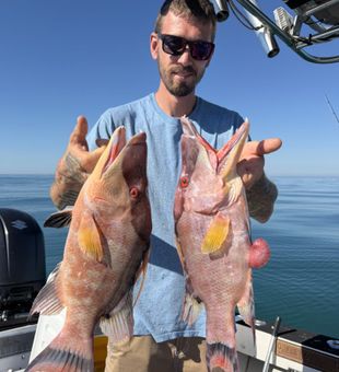 Hognose Dou - St. Petersburg, FL.