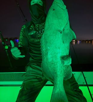 Night fishing success in Tampa Bay Florida!