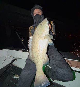 Nice gag grouper from Tampa Bay waters!