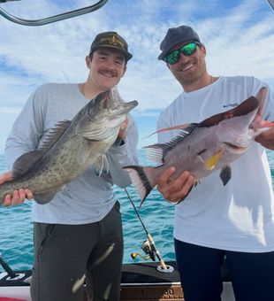 Tampa Bay gag grouper and hogfish make excellent catches!