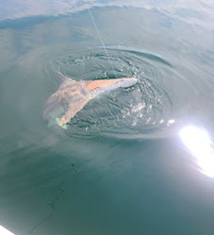 Homosassa Fishing Charters are an adventure! 
