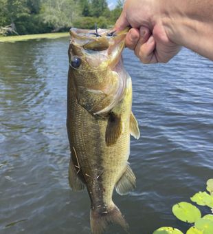 Nice largemouth bass from White Lake NY!
