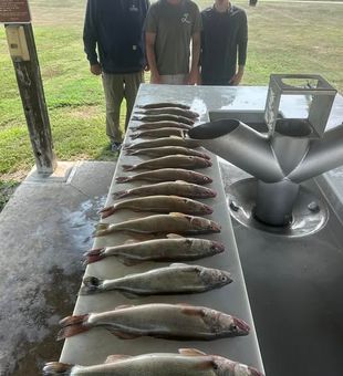 White Perch haul - Pierre, SD.