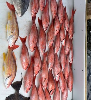 Solid red snapper haul with triggerfish and yellowtail snapper catch