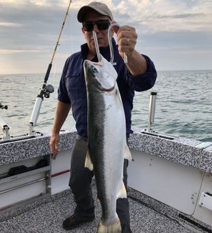 Powerful Chinook salmon catch
