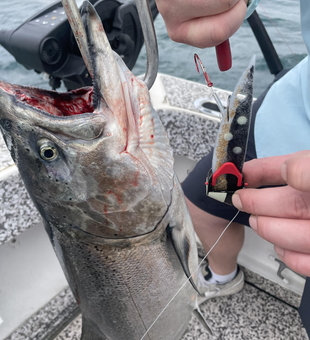 Landed a beauty on the rocks today.