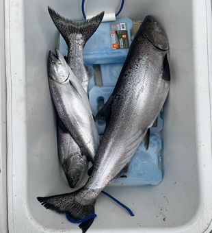 Looks like a good catch!