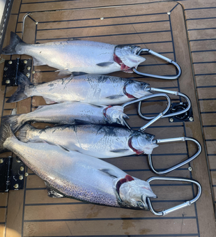 Hooked a trio of salmon species after a day of deep sea trolling at 5818 W Main St!