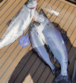 Triple Chinook salmon success on Lake Ontario!