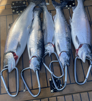 These Chinook and Coho salmon didn't stand a chance against our expert trolling techniques!