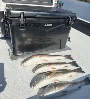 Double redfish delight on a clearing afternoon in Hubert!