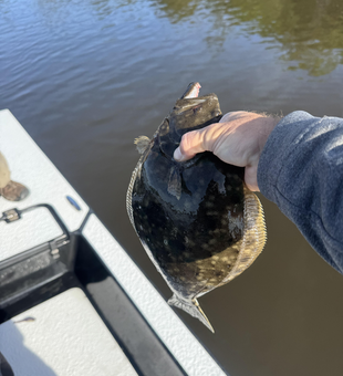 Nice Southern Flounder on light tackle today! Clear conditions made for exciting fishing.