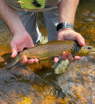 Early morning casts along the Saranac for rainbow trout.
